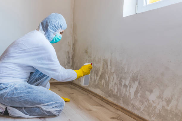 Licensed Mold Removal service in Neshanic Station, NJ - WQB Mold Removal