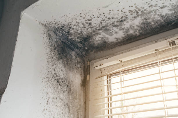 Affordable Mold Removal solutions in Neshanic Station, NJ